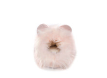 Load image into Gallery viewer, JPANDA BLUSH